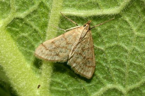 Paracorsia repandalis
